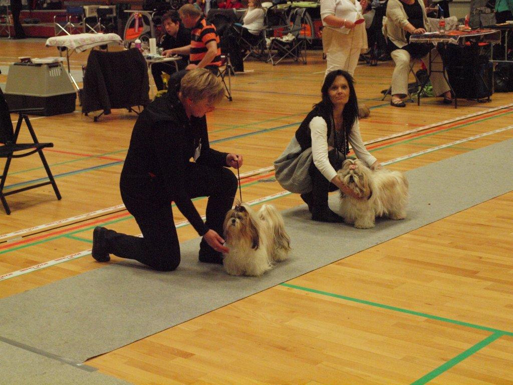 Shih Tzu Danmark